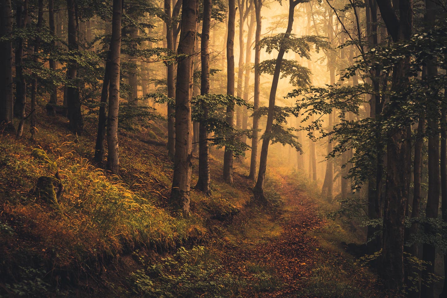 Buchenwald am Dörnberg im Naturpark Habichtswald